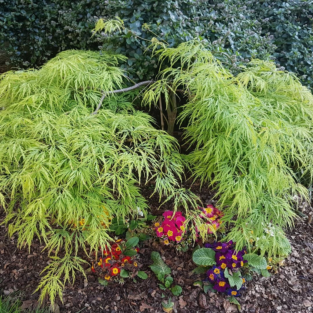 ‘Cocoon’ by Brother Richard Hendrick OFM Cap.